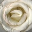 Title: White Rose Close Up Artist: Tony Stuart Medium: PhotographyImage Number: PH 0038 TS Size: 20 x 20