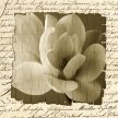 Title: Woven Paper Magnolia I Artist: Tony Stuart Medium: Photography Image Number: PH 0186 TS Size: 20 x 20
