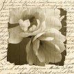 Title: Woven Paper Magnolia II Artist: Tony Stuart Medium: Photography Image Number: PH 0187 TS Size: 20 x 20