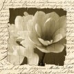 Title: Woven Paper Magnolia IIIArtist: Tony Stuart Medium: Photography Image Number: PH 0188 TS Size: 20 x 20