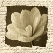 Title: Woven Paper Magnolia IVArtist: Tony Stuart Medium: Photography Image Number: PH 0189 TS Size: 20 x 20