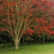 Title: Beamish Red TreeArtist: Tony Stuart Medium: Photography Image Number:  PH 0618 TSSize: 16 x 24