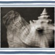 seashells01_med