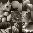 shell_montage01
