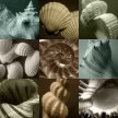 shell_montage01_color