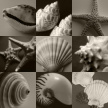 shell_montage02