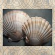 shells_w_Grille01