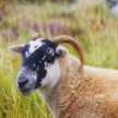 Title: Isle of Skye sheepArtist: Tony Stuart Medium: Photography Image Number: PH 0644 TSSize: 16 x 24