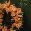 Title: Poinsettia Wreath Artist: Tony Stuart Medium: PhotographyImage Number: HL 0019 TS Size: 10 x 14